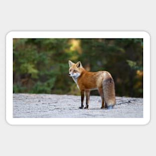 Red Fox - Algonquin Park, Canada Sticker